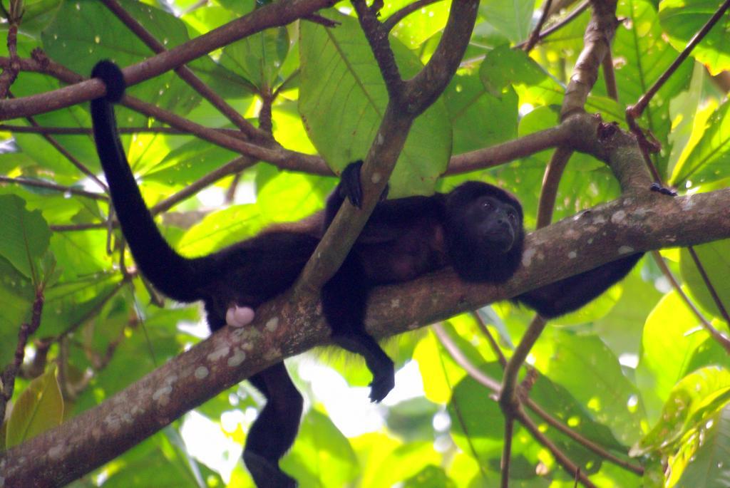 La Kukula Lodge Puerto Viejo de Talamanca المظهر الخارجي الصورة